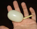 Miolo